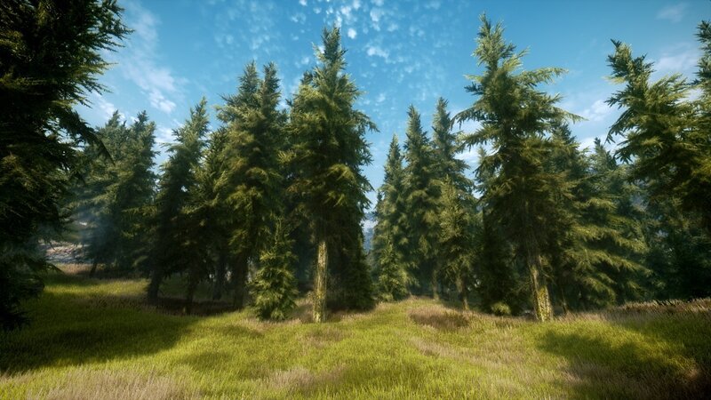 Coniferous Trees in Field — Green