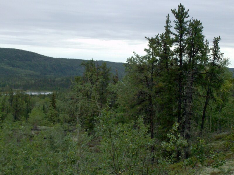 Coniferous Trees in Forest — Green