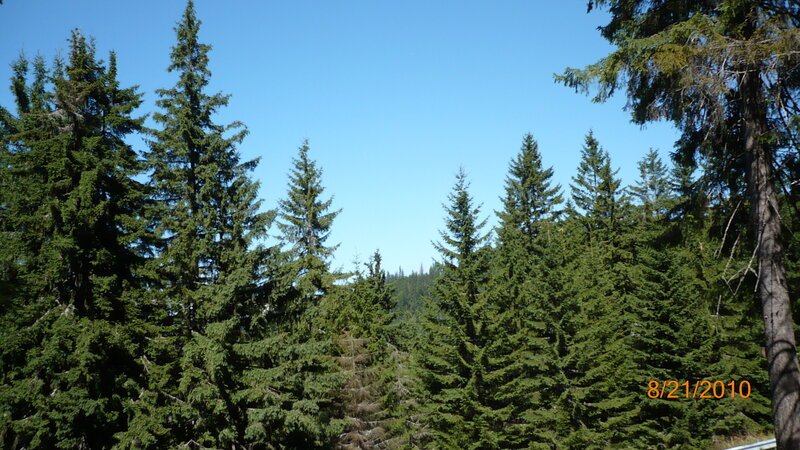 Coniferous Trees in Forest