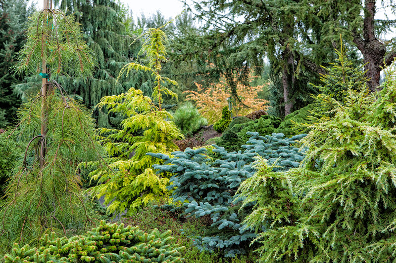 Coniferous Trees in Garden — Green