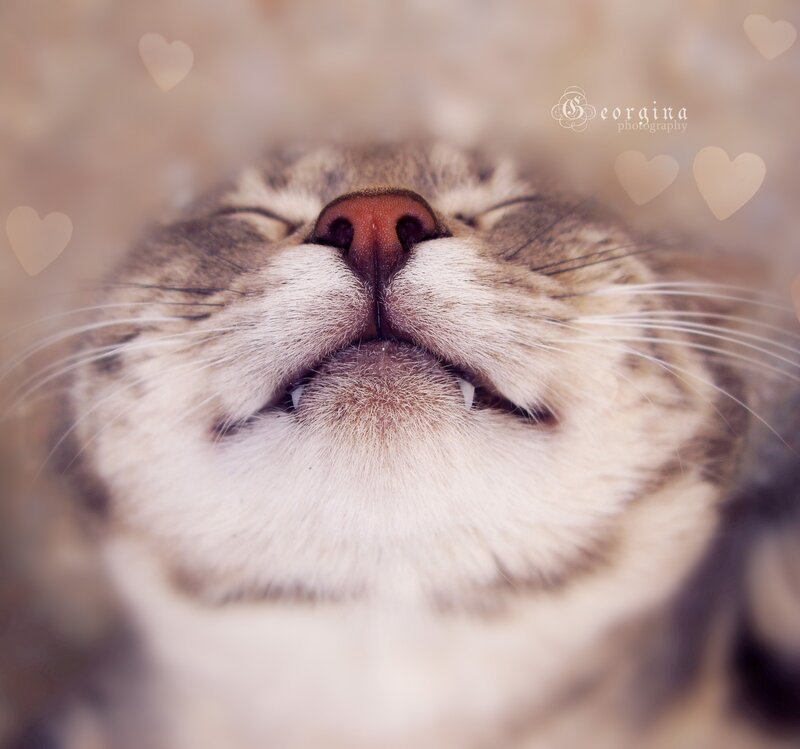 content cat close-up