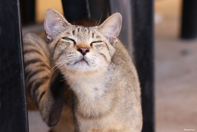 content cat in sunlight