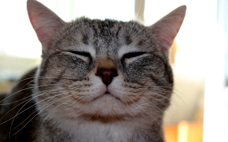 content cat with closed eyes