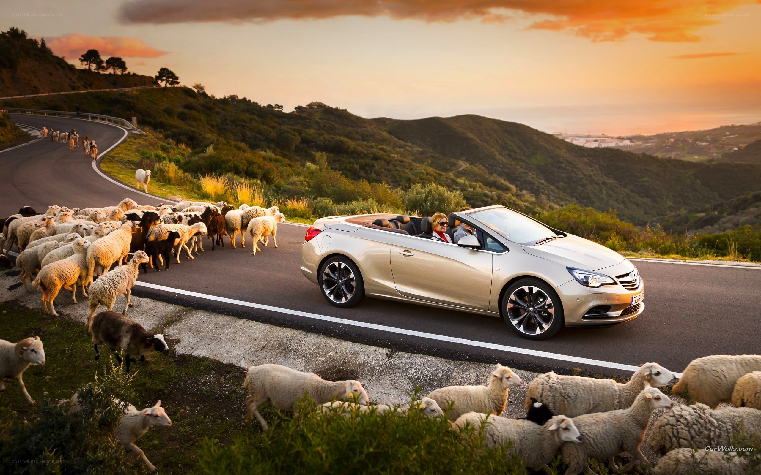 Convertible car with sheep herd