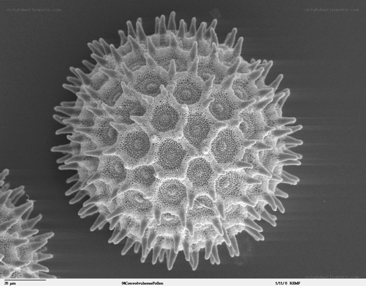Convulvula pollen grain