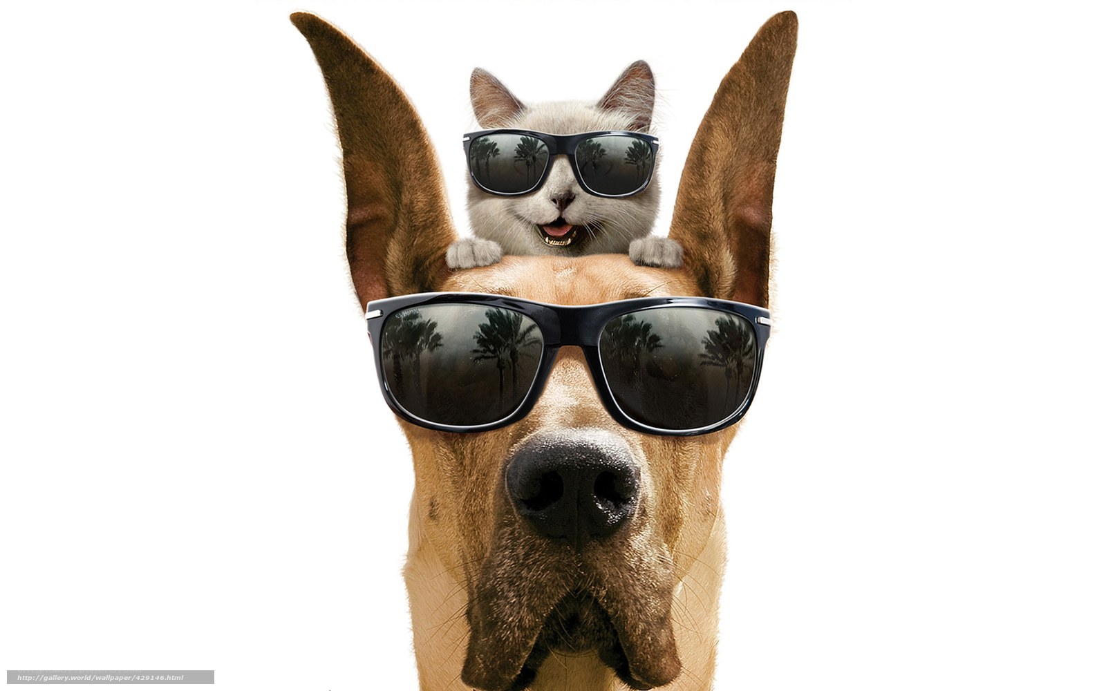 cool cat and dog with sunglasses
