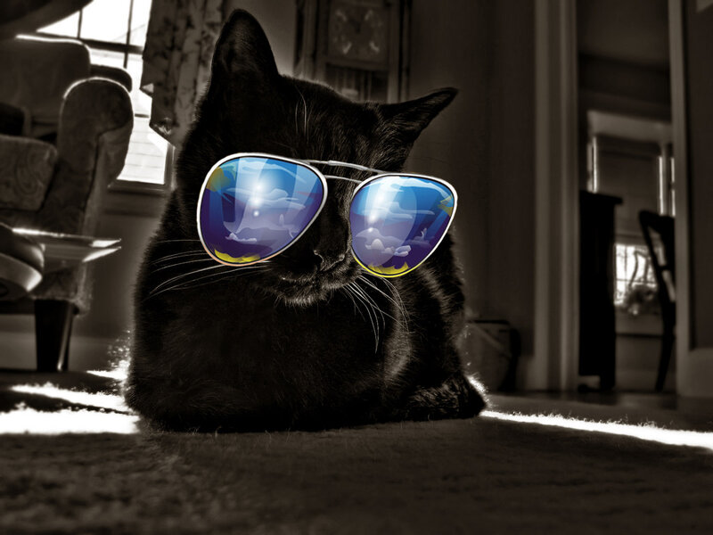 cool cat in sunglasses