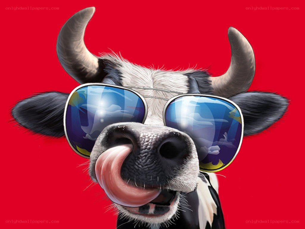 cool cow with sunglasses