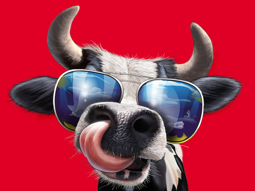 cool cow with sunglasses
