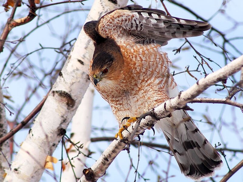 Cooper's Hawk on Branch
