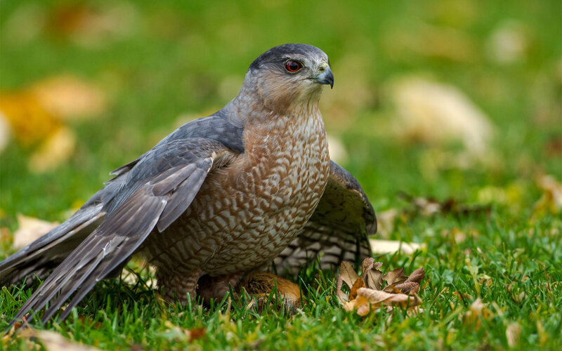 Cooper's Hawk on Grass