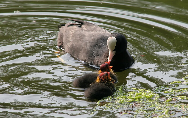 Coot feeding its chicks
