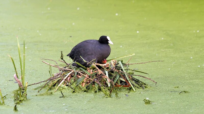 Coot on a nest in green water