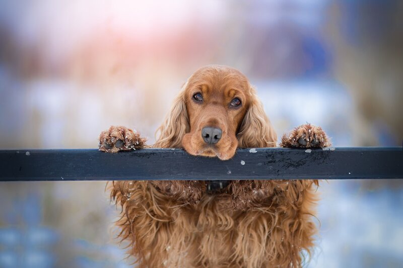 Copper-colored Cocker Spaniel