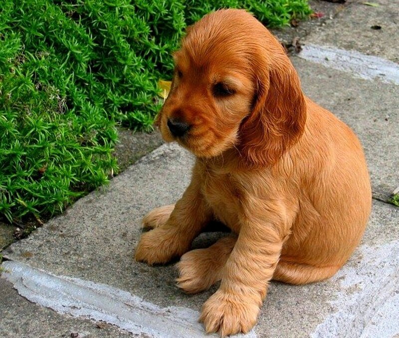 Copper-colored Puppy — Brown