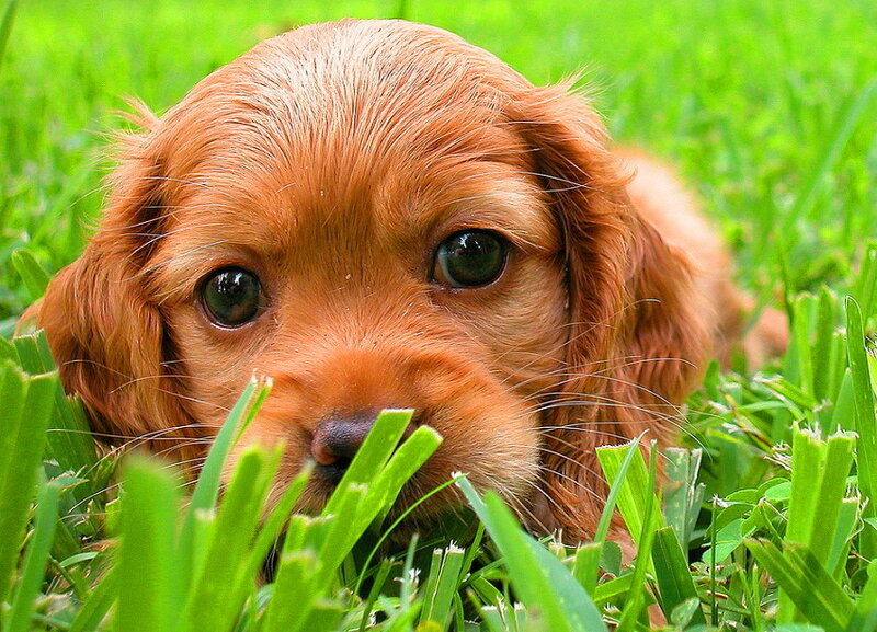 Copper-colored Puppy