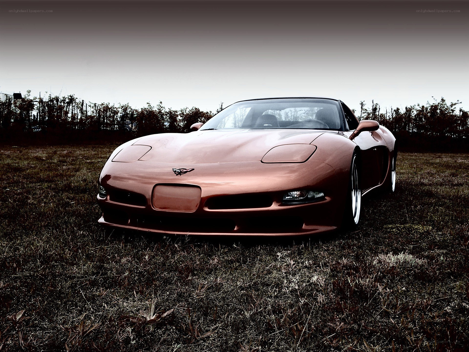 Copper Corvette in a field