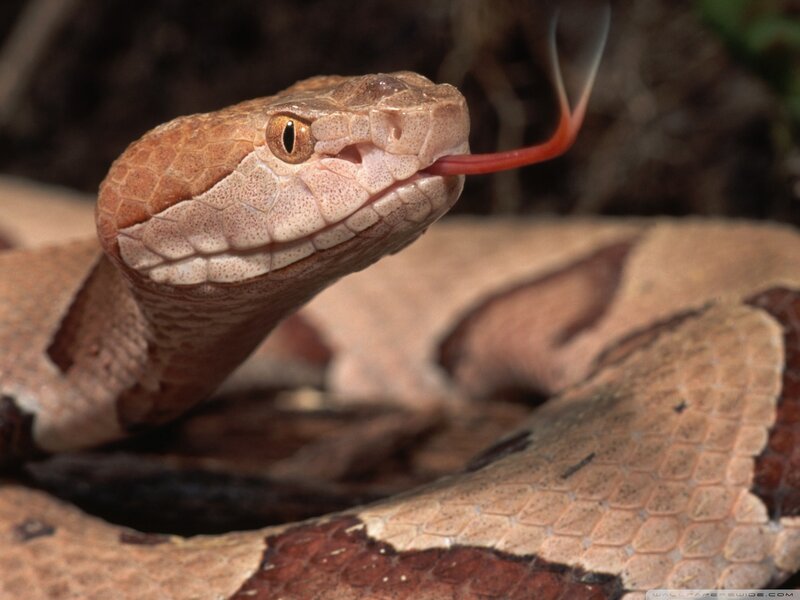 Copperhead Snake — Brown, Alert, Photograph