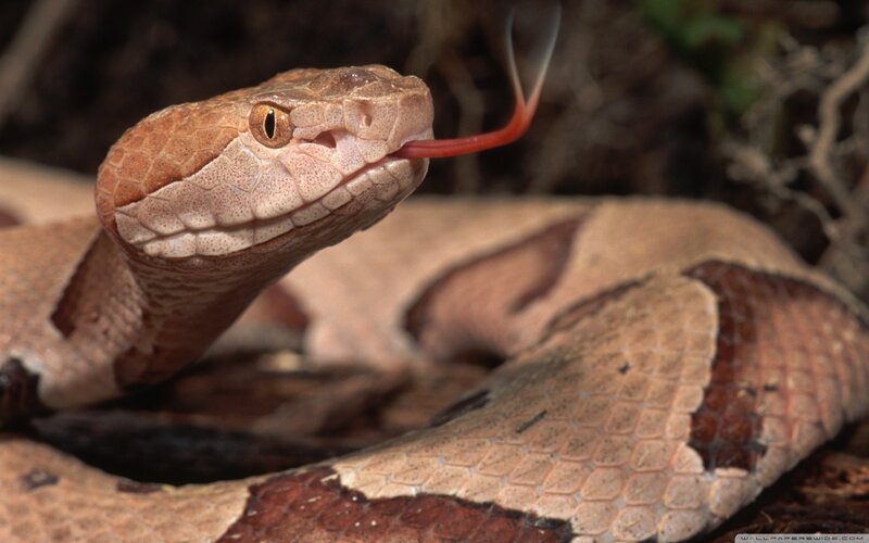 Copperhead Snake — Brown, Alert, Photograph, Tongue