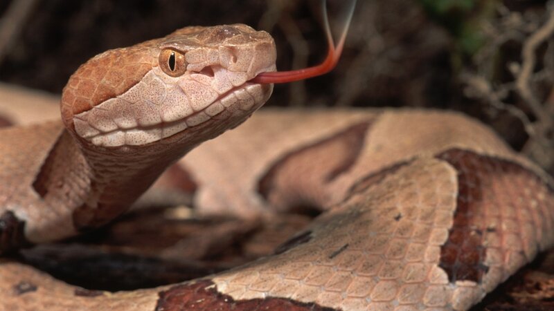 Copperhead Snake — Brown
