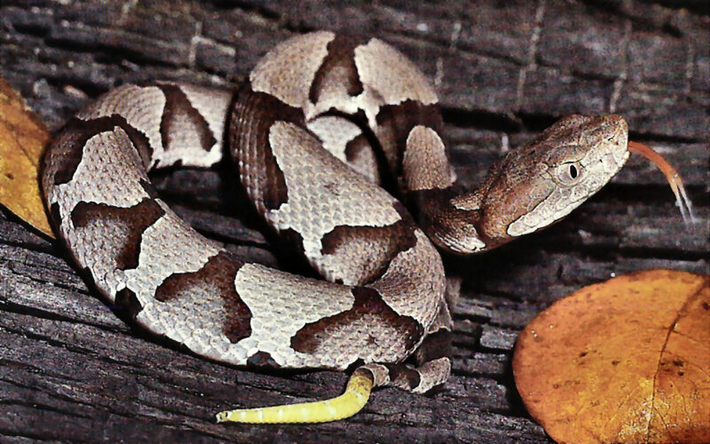 Copperhead Snake Coiled — Brown, Alert