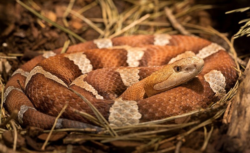 Copperhead Snake Coiled — Brown, Natural, Photograph