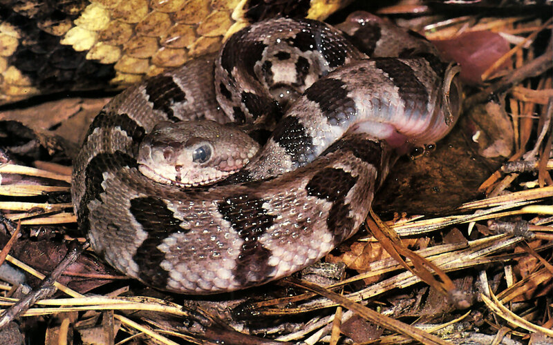 Copperhead Snake Coiled — Brown, Natural
