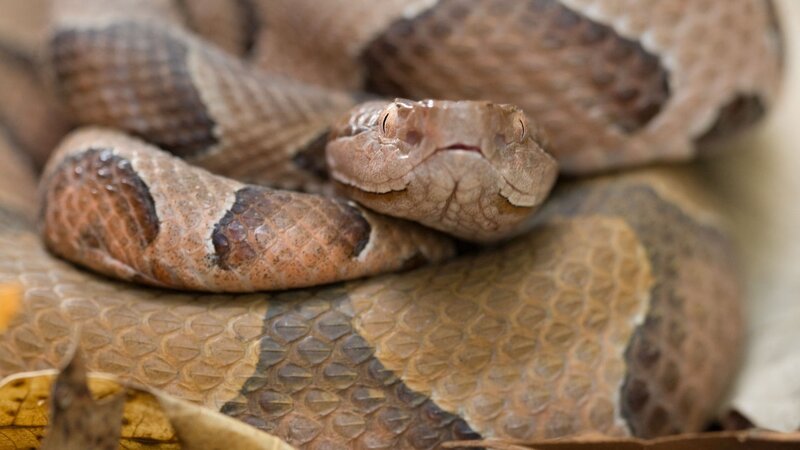 Copperhead Snake Coiled — Brown, Neutral
