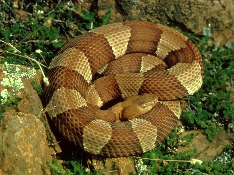Copperhead Snake Coiled — Brown