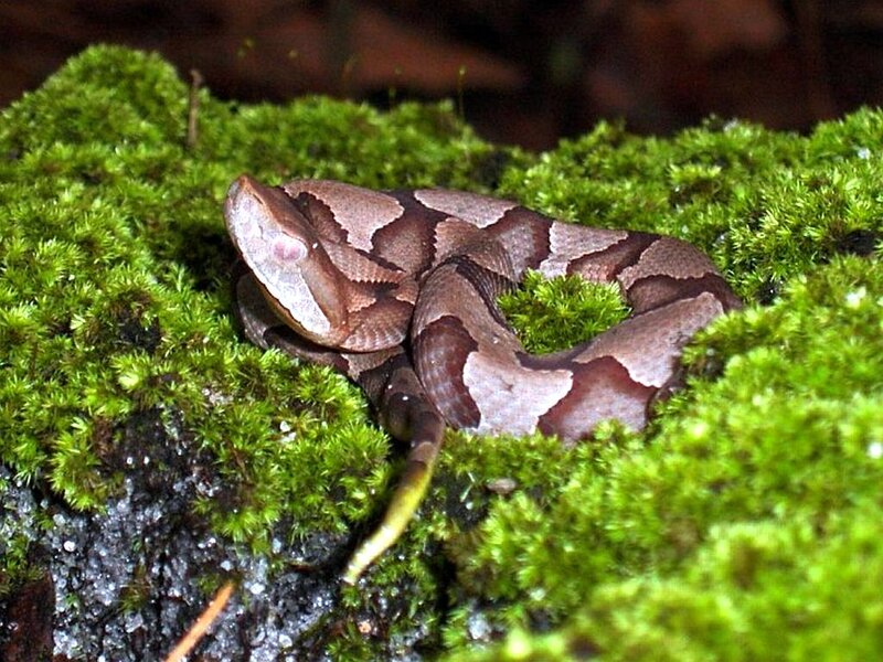 Copperhead Snake Coiled — Green