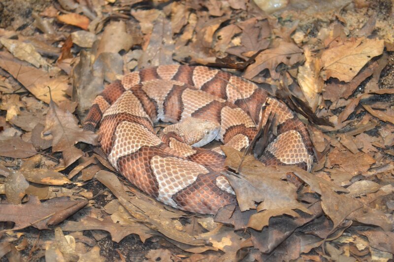 Copperhead snake coiled in leaves