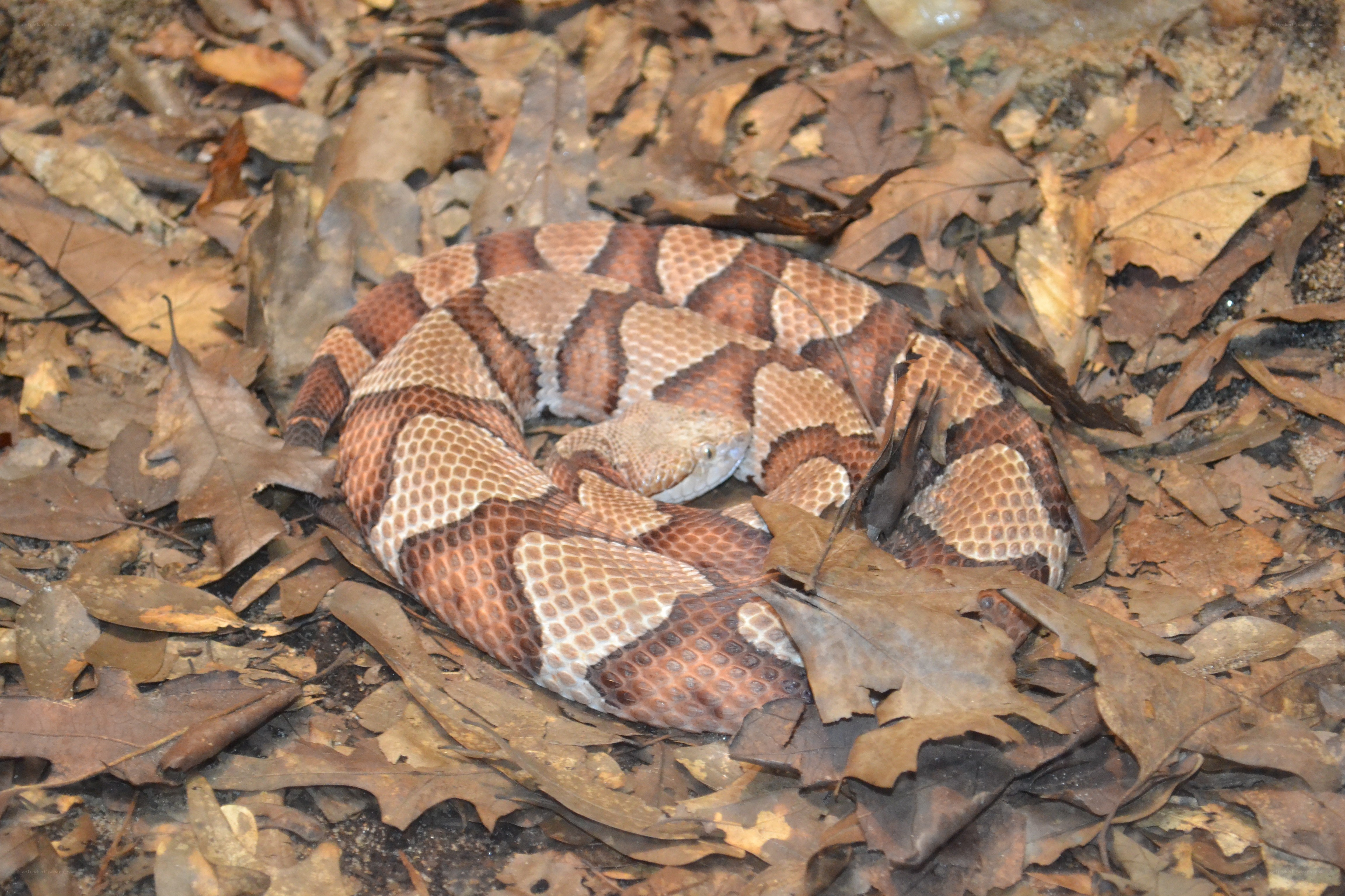 Copperhead snake coiled in leaves