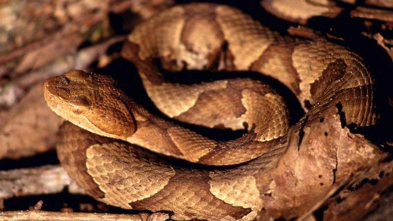 Copperhead snake coiled in leaves