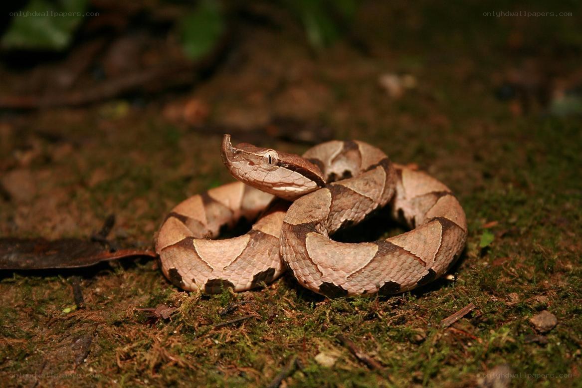 Copperhead snake coiled on forest floor