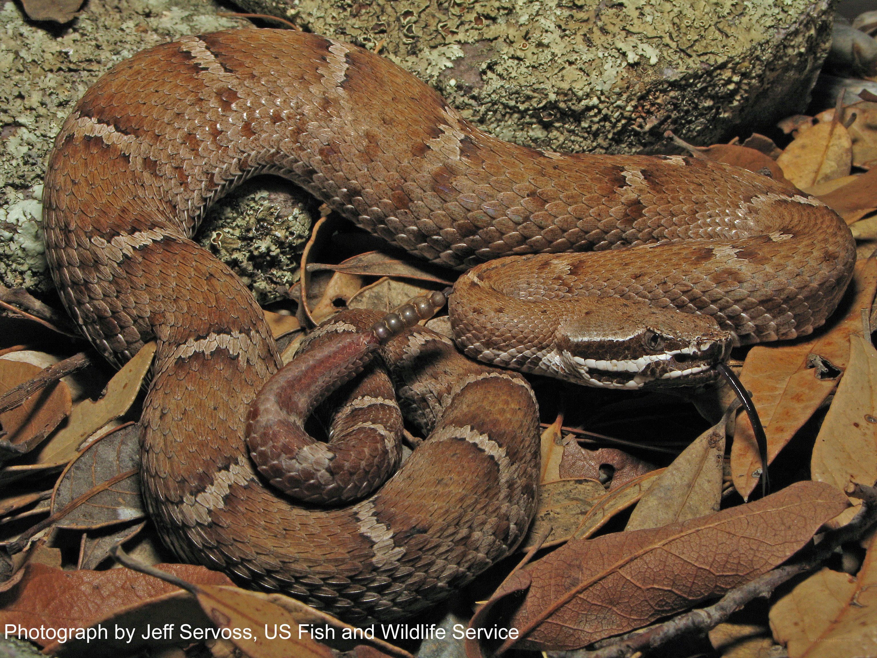 Copperhead snake coiled on leaves