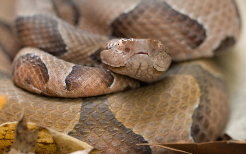 Copperhead Snake Coiled