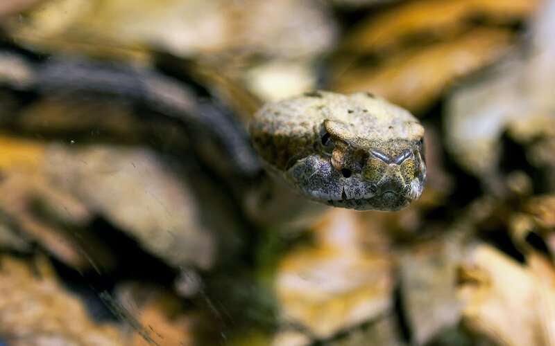 Copperhead Snake Head