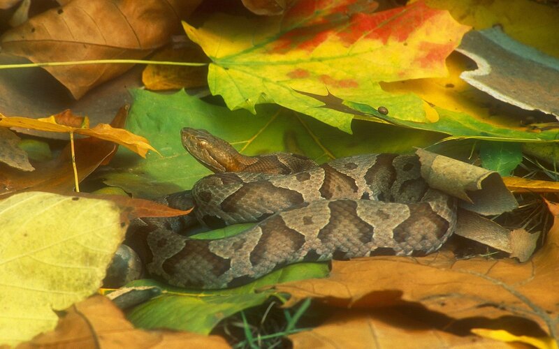 Copperhead snake in autumn leaves