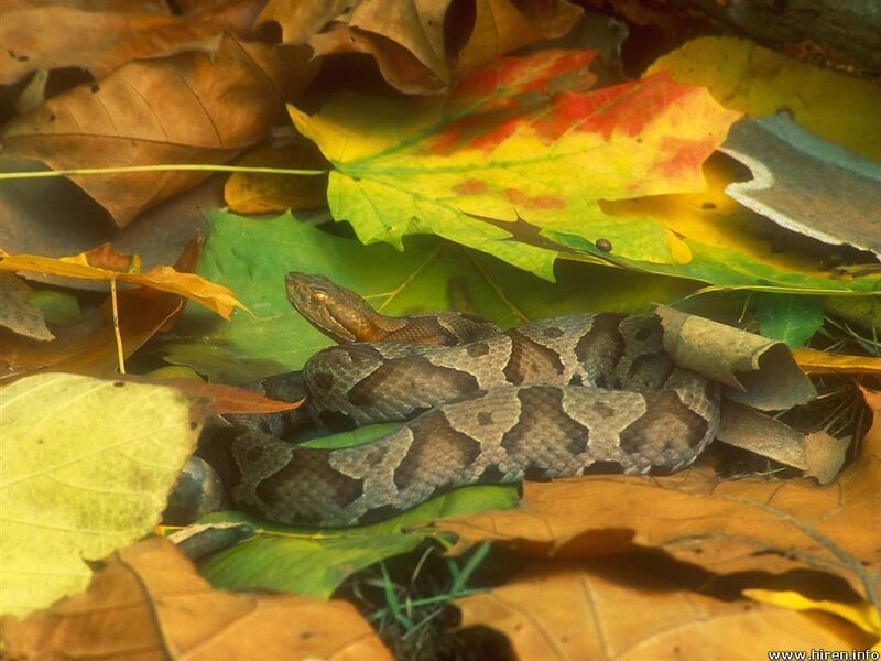 Copperhead snake in autumn leaves