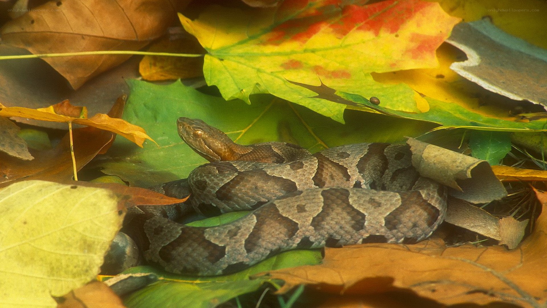 Copperhead snake in autumn leaves