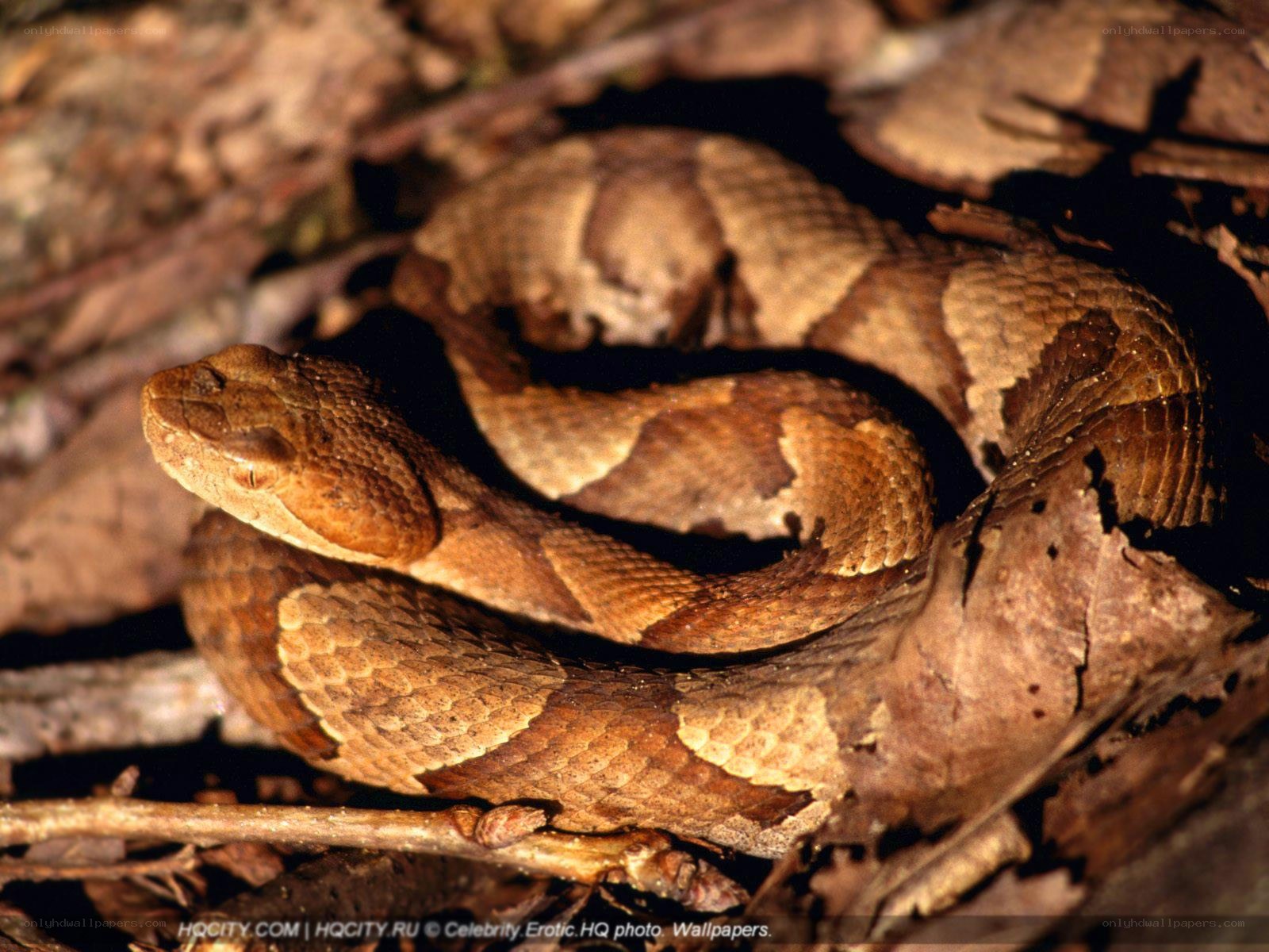 Copperhead snake in forest