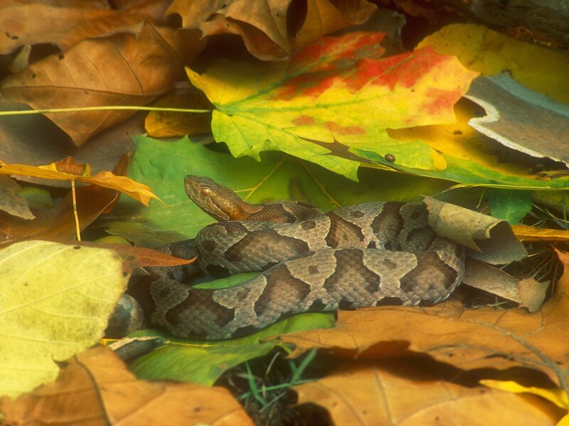 Copperhead Snake in Leaves — Brown, Natural, Autumn