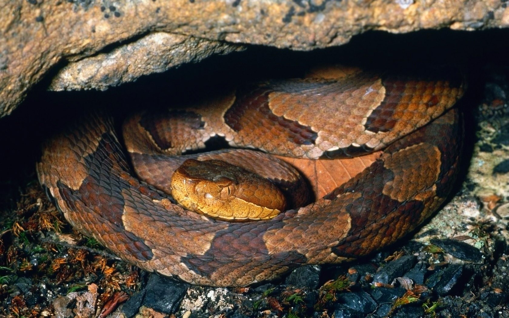Copperhead snake in rock crevice