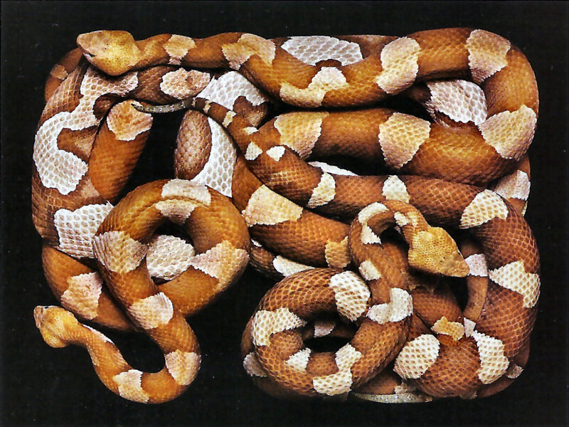 Copperhead Snake