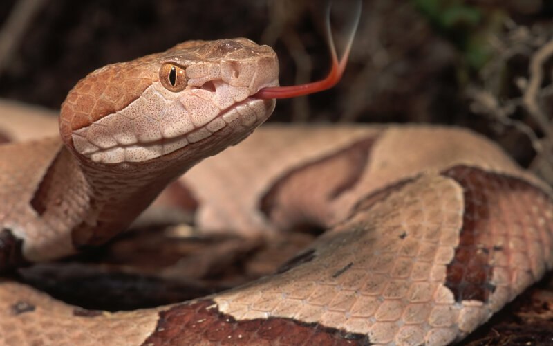 Copperhead snake with tongue out