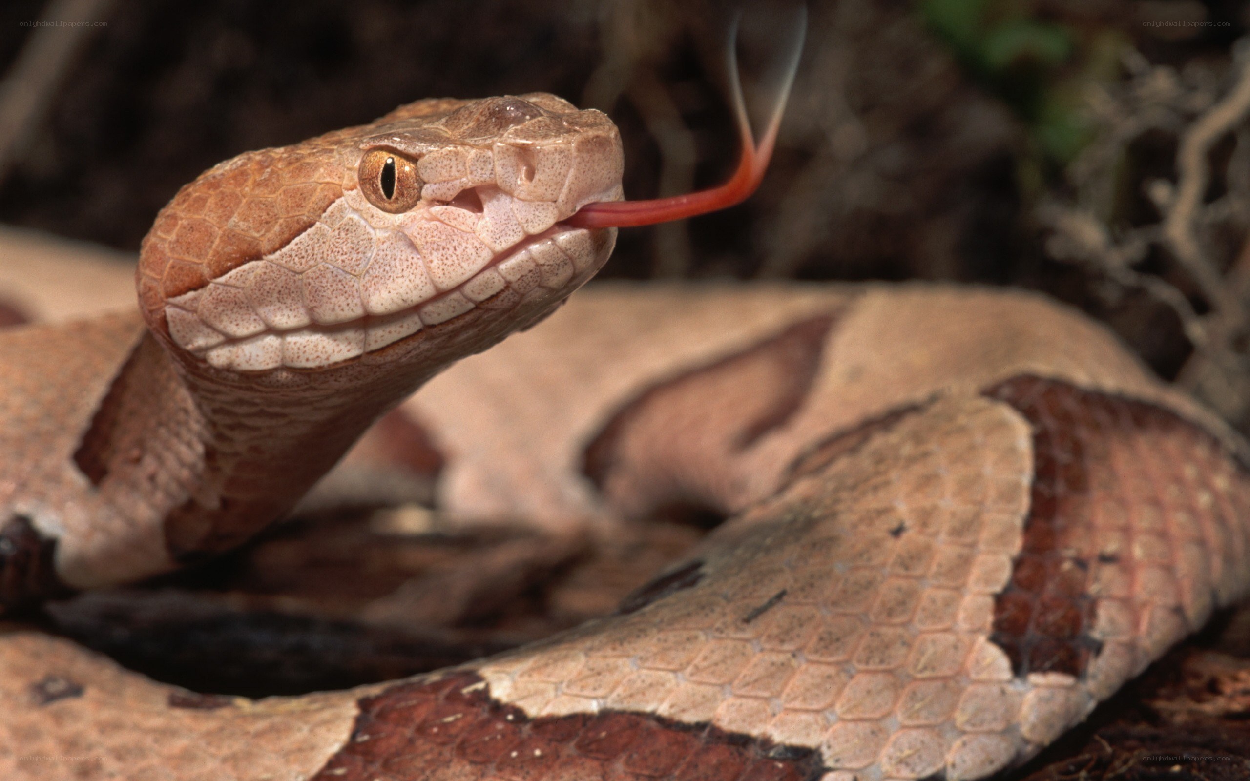 Copperhead snake with tongue out