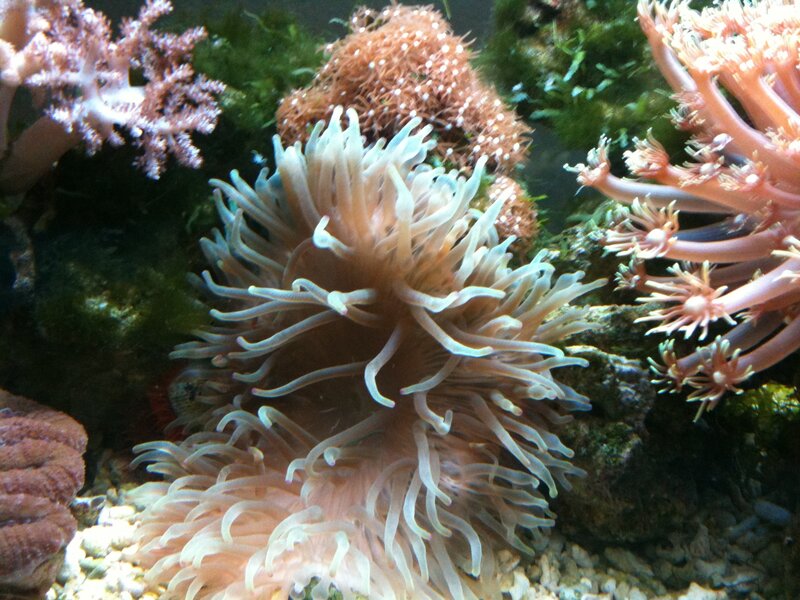 coral and sea anemone underwater