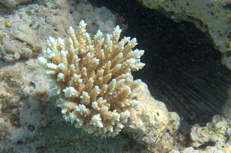 coral and sea urchin underwater