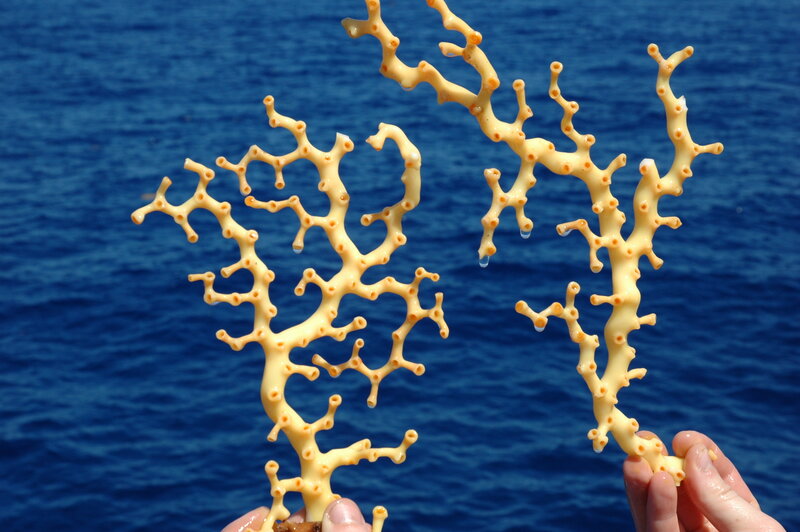 Coral branches held over ocean