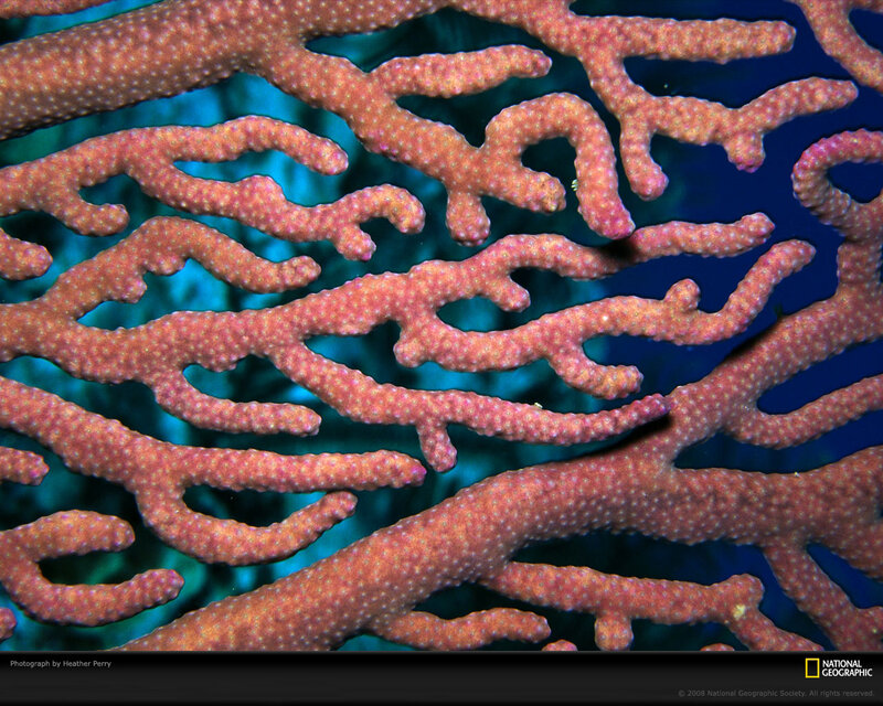 Coral Branches Underwater